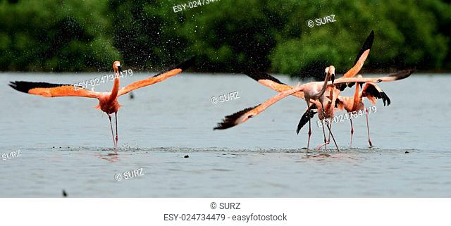 American Flamingo ( Phoenicopterus ruber ) run on the water with splashes