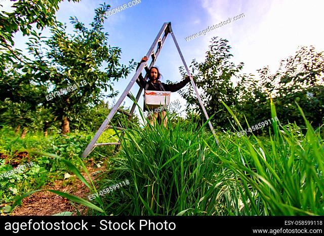 A young man in the cherry orchard. Professional farm worker posing under the aluminum garden ladder. View from the ground