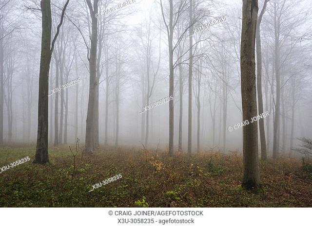 Bare beech trees in a misty woodland at Rowberrow Warren in the Mendip Hills, Somerset, England