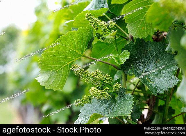 03 June 2022, Bavaria, Volkach: The fine white pistils of the vine blossom are seen on a vine in a wine-growing area on the Volkacher Mainschleife
