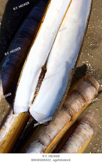 Atlantic jackknife, Bamboo clam, American jackknife clam, Razor clam (Ensis directus, Ensis americanus), shells on the beach, Germany