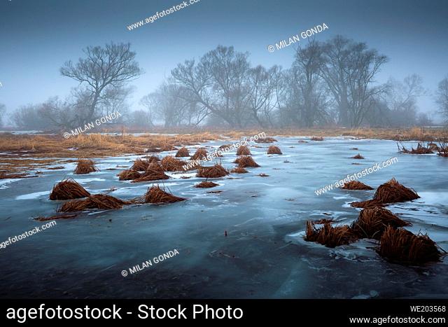 Willows in the wetland of river Turiec in northern Slovakia