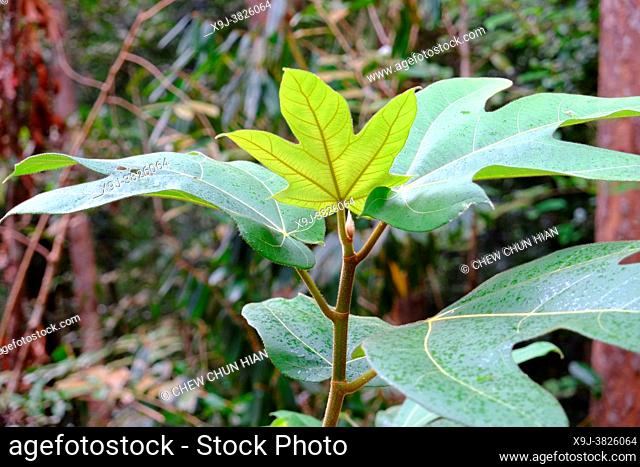 Leaves in the wild, tropical