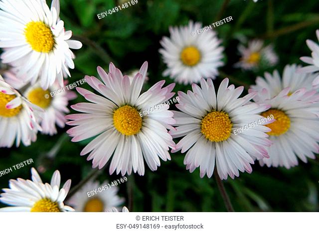 common daisy, lawn daisy or English daisy (Bellis perennis)