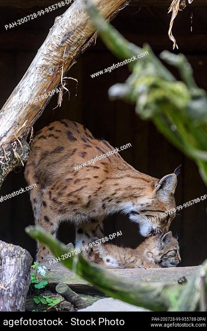 28 July 2020, Saxony-Anhalt, Magdeburg: A Carpathian lynx stands in the lynx enclosure of Magdeburg Zoo next to her young animal, which was born on 27 May 2020