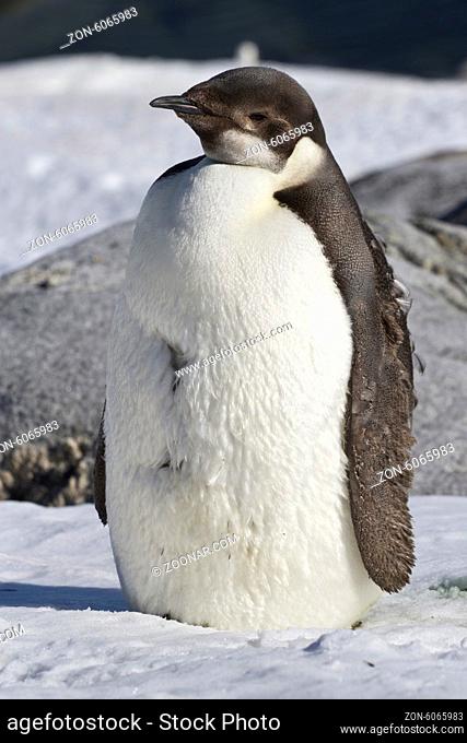 Emperor penguin chick who stands in the snow Antarctic Islands
