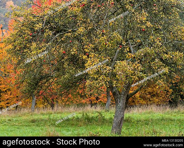 Europe, Germany, Hesse, Marburger Land, Marburg, Ockershäuser Berg nature reserve, old apple tree in front of autumn-colored cherry trees
