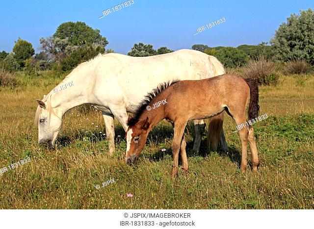 Camargue horse (Equus caballus), mare and foal, Saintes-Marie-de-la-Mer, Camargue, France, Europe