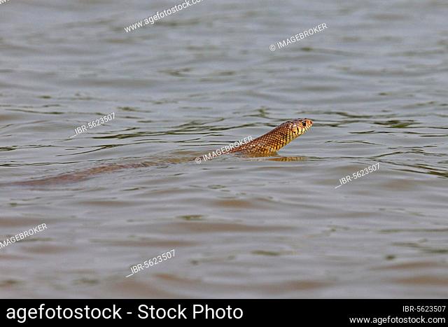 Oriental rat snake (Ptyas mucosa) adult, swimming, Goa, India, Asia