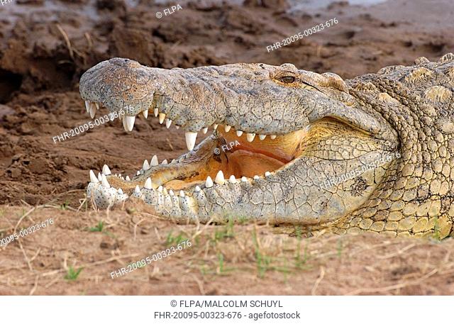 Nile Crocodile Crocodylus niloticus Close-up of head with jaws open - Mara River, Masai Mara, Kenya