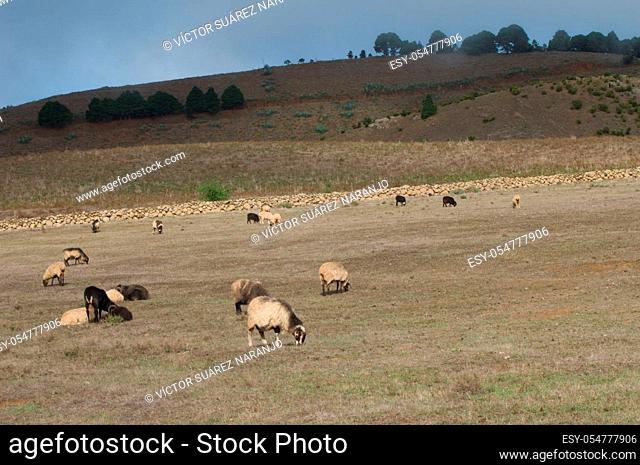 Flock of sheep Ovis aries in a meadow. Valverde. El Hierro. Canary Islands. Spain