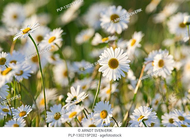 Oxeye daisy Leucanthemum vulgare / Chrysanthemum leucanthemum flowering in meadow