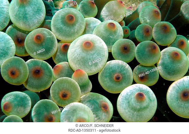 bubble tip anemone, Oman, Asia, Indian Ocean, Entacmaea quadricolor