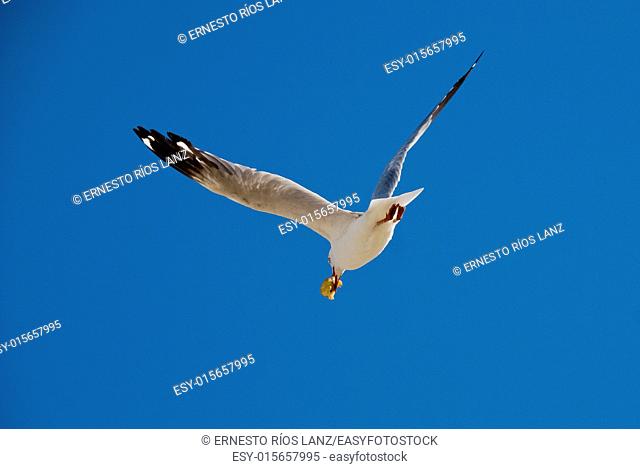 Seagulls are wading birds usually with white plumage and back ashy, orange beak, living on the shores and feed on fish. Gulls belong to the family Laridae order...
