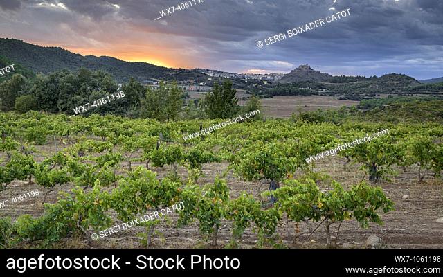 Sunset in the vineyards of the Piteus wine estate, with the Cardona castle in the background (DO Pla de Bages, Barcelona, Catalonia, Spain)
