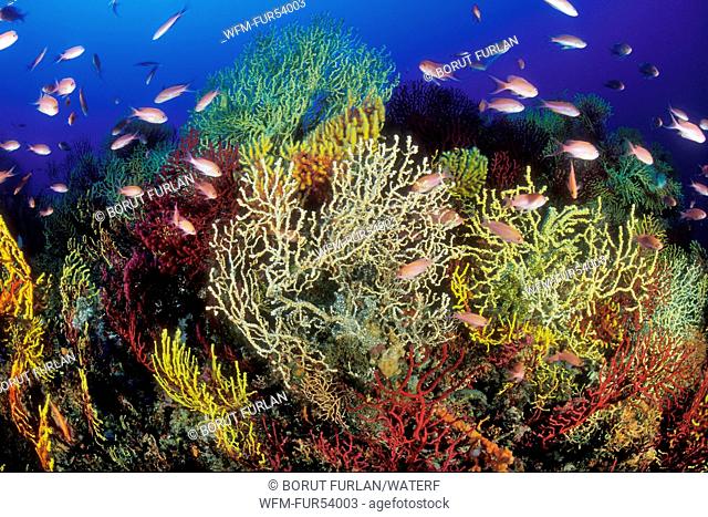 Coral Reef with Mediterranean Fairy Basslet, Anthias anthias, Susac, Dalmatia, Adriatic Sea, Croatia