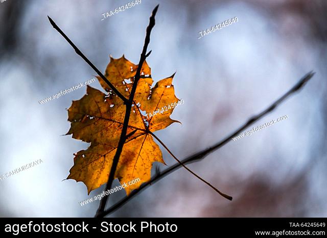 RUSSIA, MOSCOW - NOVEMBER 1, 2023: A yellow maple leaf hangs onto a tree branch at the Main Botanical Garden. Sofya Sandurskaya/TASS