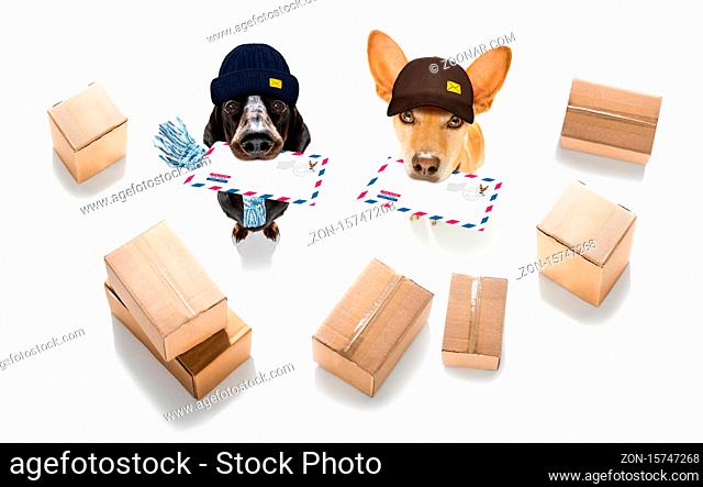 postman dachshund sausage dog delivering a big white blank empty envelope, with boxes and packages