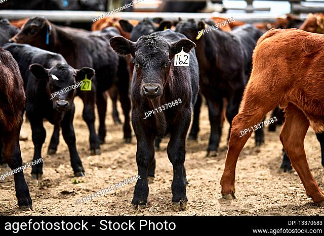 A group of calves with ear tags looking at the camera; Eastend, Saskatchewan, Canada