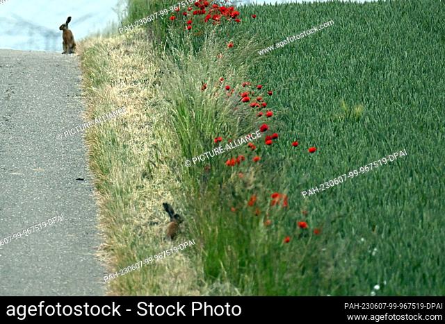 07 June 2023, North Rhine-Westphalia, Pulheim: Hares sit by the wayside. Now it's getting really warm: A few weeks before the start of the summer vacations