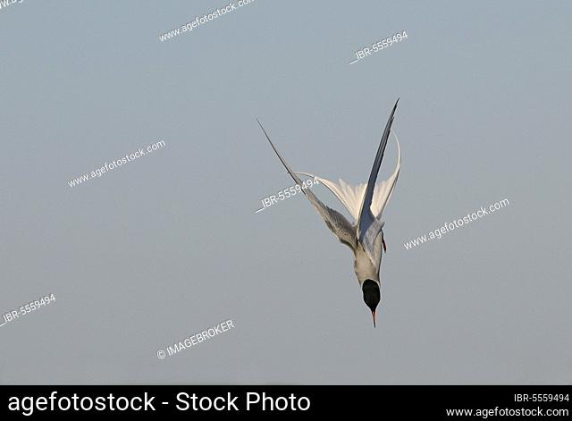 Arctic Tern (Sterna paradisea) adult, in flight, diving, North Uist, Outer Hebrides, Scotland, United Kingdom, Europe