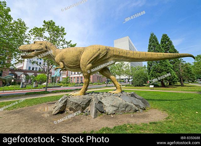 Tyrannosaurus Rex in front of the Senckenberg Museum, Senckenberganlage, Frankfurt am Main, Hesse, Germany, Europe