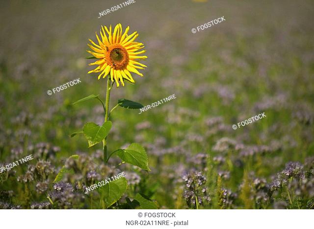 Tall Sunflower In A Field Of Purple Flowers