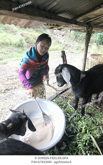 A Nepalese woman named Makha makes porridge for her goats behind her emergency shelter in Suspa, Nepal, 01 April 2016. Many people in rural regions have no...