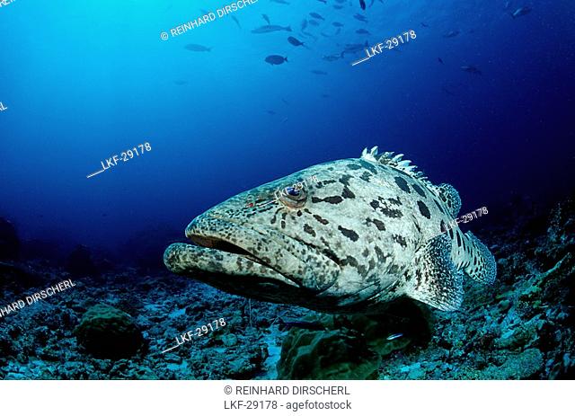 Potato grouper, Epinephelus tukula, Burma, Myanmar, Birma, Indian ocean, Andaman sea