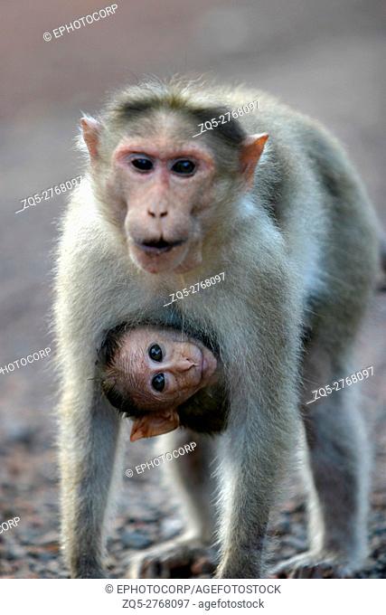 mother and cub. Rhesus Monkey