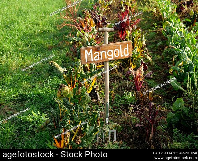 13 November 2023, Berlin: 13.11.2023, Berlin. A sign made from a digging fork stands on the site of an organic farming project and marks a bed of chard