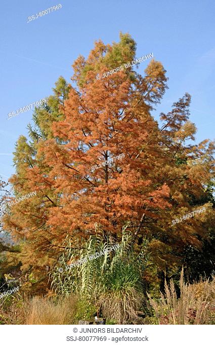 DEU, 2007: Swamp Cypress, Bald Cypress, Baldcypress (Taxodium distichum) in autumn.