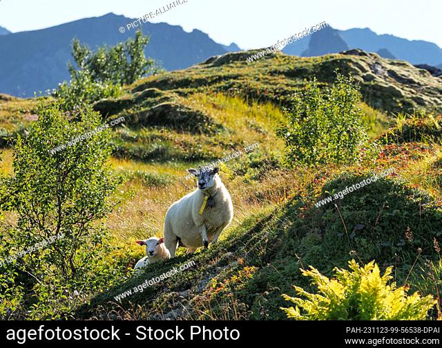 26 August 2023, Norway, Leknes: Sheep graze between green hills during a hike in the mountains near Leknes. Photo: Soeren Stache/dpa