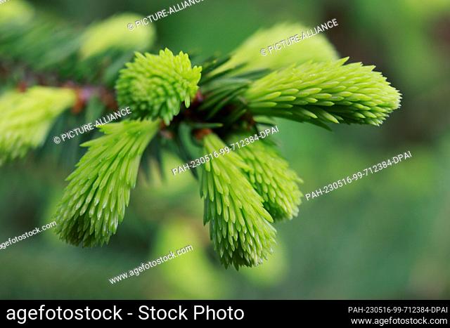 16 May 2023, Saxony-Anhalt, Wernigerode: A few centimeters long are the tips of the spruces that have grown these days on spruces near Drei-Annen-Hohne