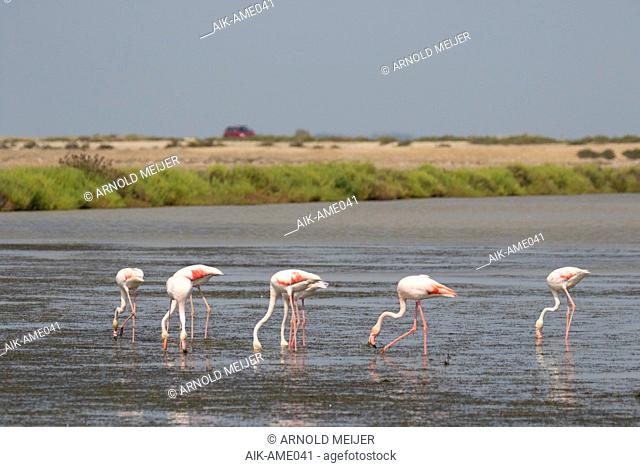 Group of Greater Flamingo’s (Phoenicopterus roseus) foraging along Mediterranean coast of southern France with red car in the background