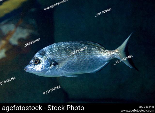 Sharpsnout seabream (Diplodus puntazzo) is a marine fish native to Mediterranean Sea and part of eastern Atlantic Ocean