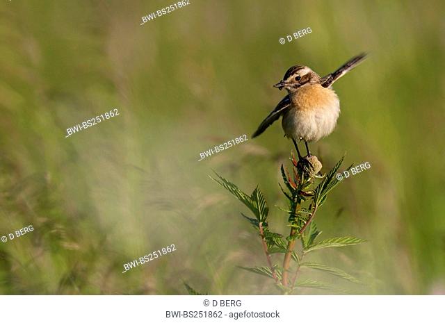 whinchat Saxicola rubetra, sitting on meadowsweet with the wings spread and with food in the beak, Germany, North Rhine-Westphalia