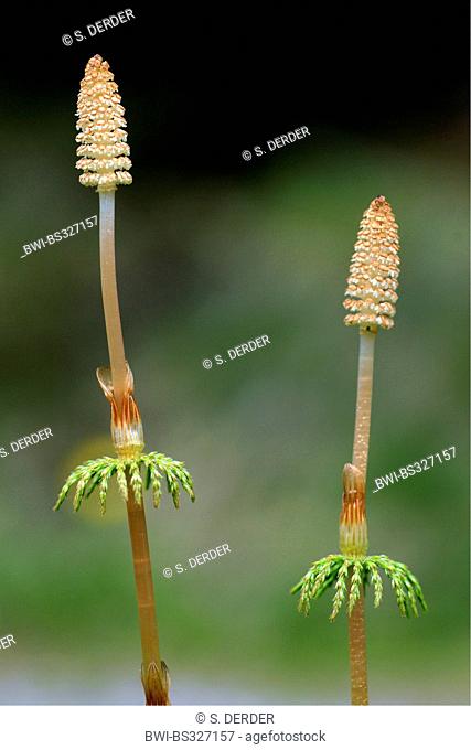 sylvan horsetail, wood horsetail, woodland horsetail (Equisetum sylvaticum), with cones, Italy, South Tyrol, Fanes-Sennes-Prags Nature Park