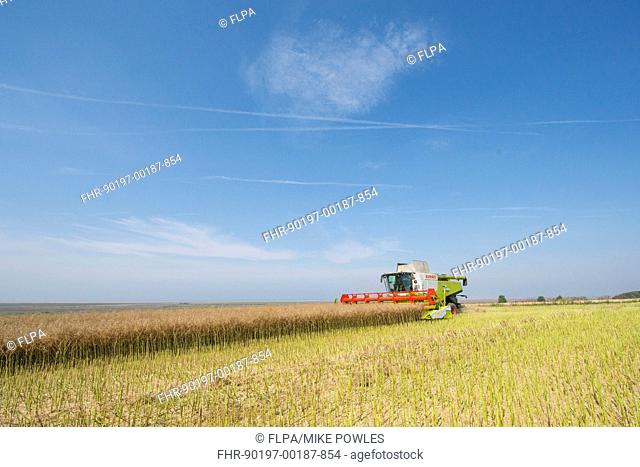Oilseed Rape (Brassica napus) crop, Claas Lexion 750 combine harvester harvesting field, Norfolk, England, July