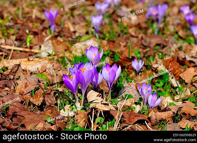 Drebach Krokuswiesen im Erzgebirge - Crocus flowers in Drebach, Saxony