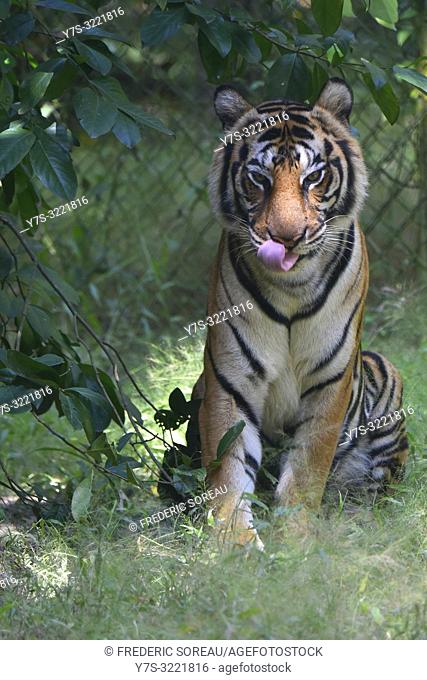 Indochinese tiger at Phnom Tamao Wildlife Rescue Center, Kandal Province, Cambodia, South east Asia