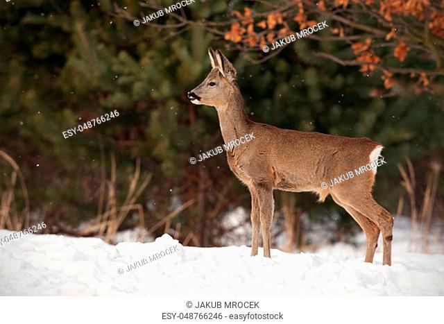 Roe deer, capreolus capreolus, in deep snow in winter. Wild animal in freezing environment. Cold wildlife scenery