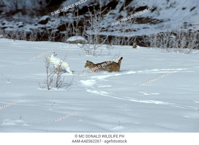 Bobcat (Lynx rufus) Chasing Snowshoe Hare prey No. Rockies/Montana