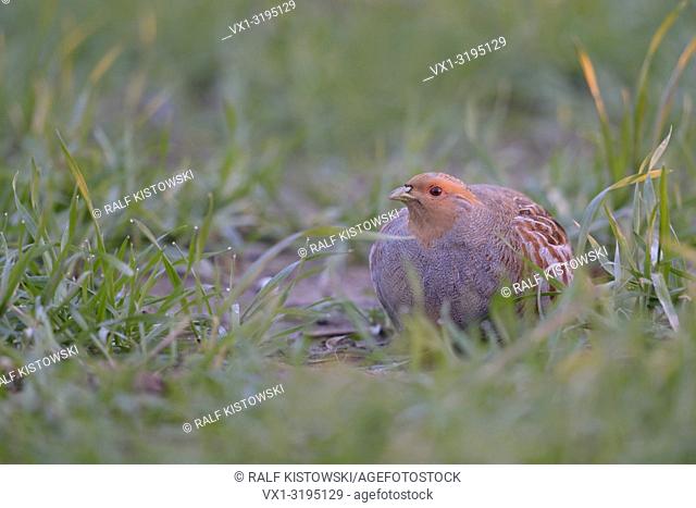 Attentive Grey Partridge (Perdix perdix) hiding in a field of young grain, first morning light, nice dew drops on the grass.