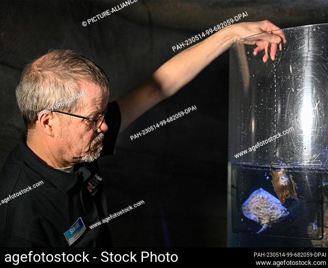PRODUCTION - 12 May 2023, Berlin: Aquarium curator Martin Hansel placed a young ray in a tank at the Sealife Aquarium. The aquarium is scheduled to reopen on...