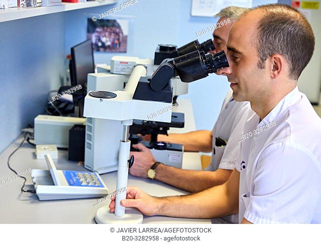Analysis of samples in a microscope, Clinical analysis, Hematology, Hospital Donostia, San Sebastian, Gipuzkoa, Basque Country, Spain