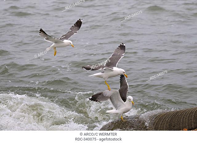 Lesser Black-backed Gulls, on fishing net, Island of Texel, Netherlands / Larus fuscus