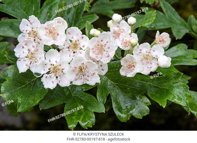 Common Hawthorn Crataegus monogyna close-up of flowers with raindrops, Malham Tarn Field Studies Council, Yorkshire Dales N P , North Yorkshire, England, june