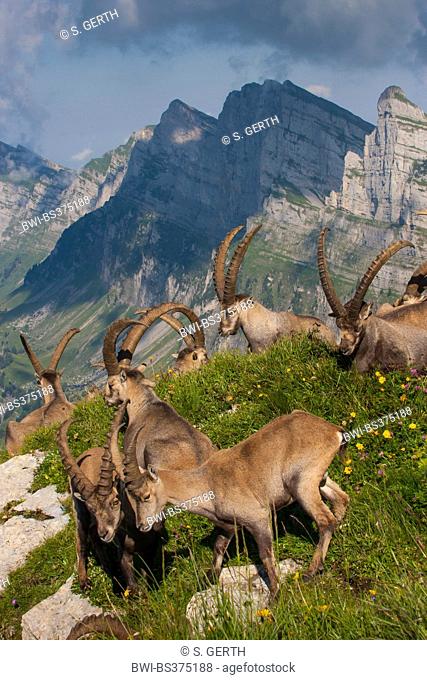 Alpine ibex (Capra ibex, Capra ibex ibex), group of ibexes at the Swiss Alps, Switzerland, Toggenburg, Chaeserrugg