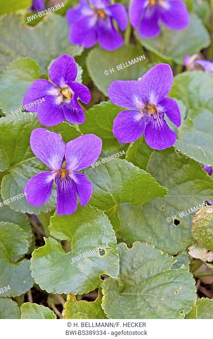 English violet, Sweet violet (Viola odorata), blooming, Germany